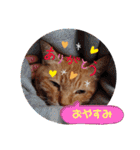 茶々丸様だ！2（個別スタンプ：1）