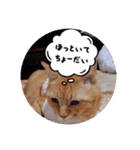 茶々丸様だ！2（個別スタンプ：2）