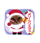 茶々丸様だ！2（個別スタンプ：3）