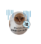 茶々丸様だ！2（個別スタンプ：18）