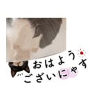 鍵しっぽ保護猫キーちゃん【ゆる敬語＋α】（個別スタンプ：1）