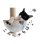 鍵しっぽ保護猫キーちゃん【ゆる敬語＋α】（個別スタンプ：2）