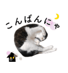 鍵しっぽ保護猫キーちゃん【ゆる敬語＋α】（個別スタンプ：3）