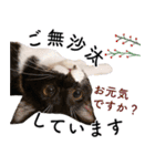 鍵しっぽ保護猫キーちゃん【ゆる敬語＋α】（個別スタンプ：4）