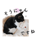 鍵しっぽ保護猫キーちゃん【ゆる敬語＋α】（個別スタンプ：5）