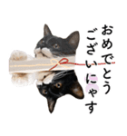 鍵しっぽ保護猫キーちゃん【ゆる敬語＋α】（個別スタンプ：7）