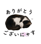 鍵しっぽ保護猫キーちゃん【ゆる敬語＋α】（個別スタンプ：8）