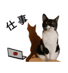 鍵しっぽ保護猫キーちゃん【ゆる敬語＋α】（個別スタンプ：13）