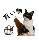 鍵しっぽ保護猫キーちゃん【ゆる敬語＋α】（個別スタンプ：14）