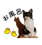 鍵しっぽ保護猫キーちゃん【ゆる敬語＋α】（個別スタンプ：15）