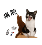 鍵しっぽ保護猫キーちゃん【ゆる敬語＋α】（個別スタンプ：16）