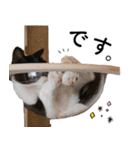 鍵しっぽ保護猫キーちゃん【ゆる敬語＋α】（個別スタンプ：17）