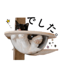 鍵しっぽ保護猫キーちゃん【ゆる敬語＋α】（個別スタンプ：18）