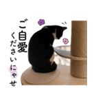 鍵しっぽ保護猫キーちゃん【ゆる敬語＋α】（個別スタンプ：19）