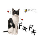鍵しっぽ保護猫キーちゃん【ゆる敬語＋α】（個別スタンプ：20）