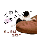 鍵しっぽ保護猫キーちゃん【ゆる敬語＋α】（個別スタンプ：21）