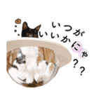 鍵しっぽ保護猫キーちゃん【ゆる敬語＋α】（個別スタンプ：22）