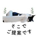 鍵しっぽ保護猫キーちゃん【ゆる敬語＋α】（個別スタンプ：23）