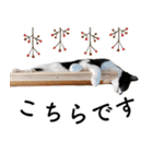 鍵しっぽ保護猫キーちゃん【ゆる敬語＋α】（個別スタンプ：24）