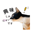 鍵しっぽ保護猫キーちゃん【ゆる敬語＋α】（個別スタンプ：25）