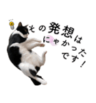 鍵しっぽ保護猫キーちゃん【ゆる敬語＋α】（個別スタンプ：26）