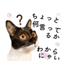 鍵しっぽ保護猫キーちゃん【ゆる敬語＋α】（個別スタンプ：28）