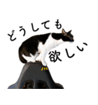 鍵しっぽ保護猫キーちゃん【ゆる敬語＋α】（個別スタンプ：29）