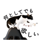 鍵しっぽ保護猫キーちゃん【ゆる敬語＋α】（個別スタンプ：30）