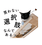 鍵しっぽ保護猫キーちゃん【ゆる敬語＋α】（個別スタンプ：31）