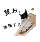 鍵しっぽ保護猫キーちゃん【ゆる敬語＋α】（個別スタンプ：32）