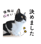 鍵しっぽ保護猫キーちゃん【ゆる敬語＋α】（個別スタンプ：33）