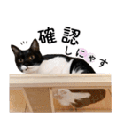鍵しっぽ保護猫キーちゃん【ゆる敬語＋α】（個別スタンプ：34）
