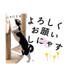 鍵しっぽ保護猫キーちゃん【ゆる敬語＋α】（個別スタンプ：35）