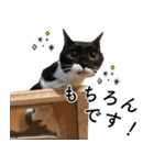 鍵しっぽ保護猫キーちゃん【ゆる敬語＋α】（個別スタンプ：36）