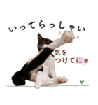 鍵しっぽ保護猫キーちゃん【ゆる敬語＋α】（個別スタンプ：37）