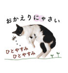 鍵しっぽ保護猫キーちゃん【ゆる敬語＋α】（個別スタンプ：38）