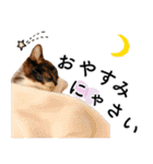 鍵しっぽ保護猫キーちゃん【ゆる敬語＋α】（個別スタンプ：40）