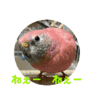 ゆきちゃん宅スタンプ20（個別スタンプ：21）