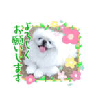 ペキまろの可愛い～挨拶（個別スタンプ：2）