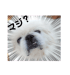 ペキまろの可愛い～挨拶（個別スタンプ：8）