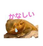 うちのフトアゴヒゲトカゲ（個別スタンプ：7）