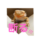 うちのフトアゴヒゲトカゲ（個別スタンプ：10）