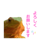 うちのフトアゴヒゲトカゲ（個別スタンプ：13）