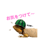 うちのフトアゴヒゲトカゲ（個別スタンプ：16）