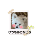 ポメマルももの日常 2（個別スタンプ：13）