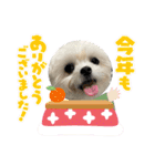 ポメマルももの日常 2（個別スタンプ：17）