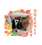 小豆芝＆フレブル2022.年賀（個別スタンプ：1）