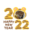 小豆芝＆フレブル2022.年賀（個別スタンプ：4）