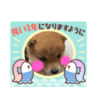 小豆芝＆フレブル2022.年賀（個別スタンプ：7）