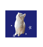 耐え忍ぶ白猫※冬（個別スタンプ：1）